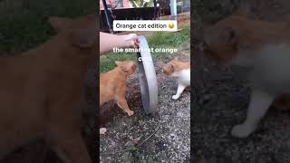 Orange Cat Behavior Orange Cat Viral Funny Cats Compilation