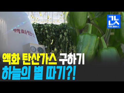 코로나19 나비효과?…성장 멈춘 파프리카