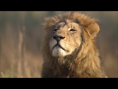 Video: I cinque grandi dell'Africa: animali famosi del continente nero