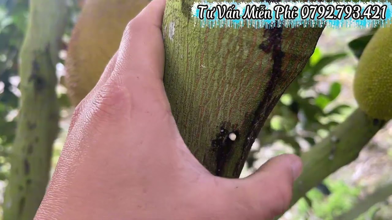 NỨT THÂN – XÌ MỦ TRÊN MÍT: CỨU VƯỜN KỊP THỜI VỚI NA-VI-K VÀ VÀNG LÁ K-NÔNG