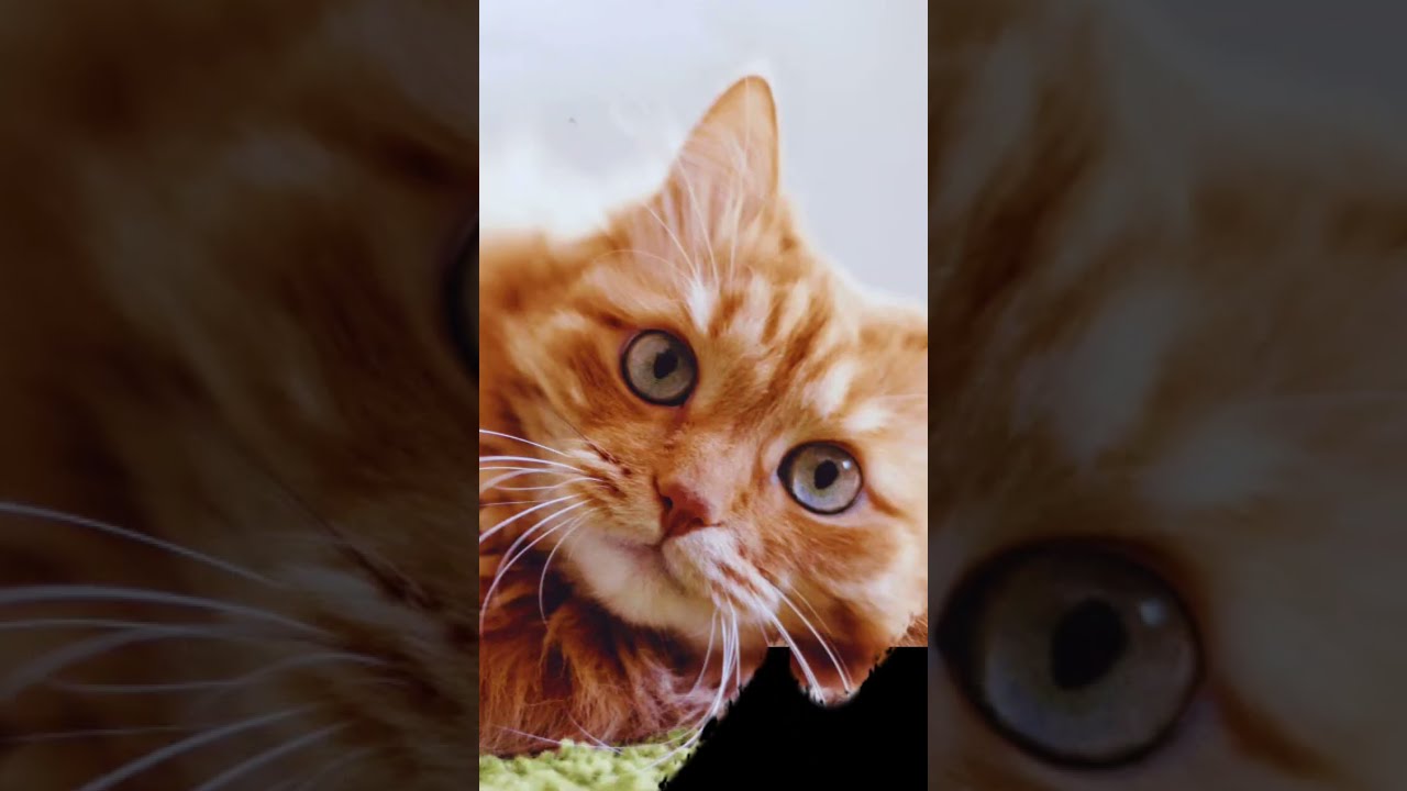 #cats😻 subscribe or Comment must 💕#hdcatwallpapers #catvideos #catlove 😺