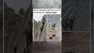 you're a goat #memes #goat