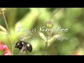 King Bee by Slim Harpo