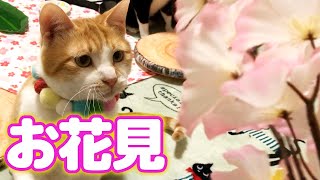 ねこと一緒にお花見をしました！