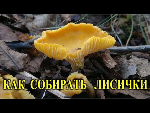 Как собирать грибы лисички.