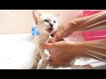 Rescued Kitten screaming in bath. Yamato's VLOG#29