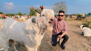 BHOPAL BAKRA MANDI VLOG 2024  AL AAMIR KHAN #mandivlogs