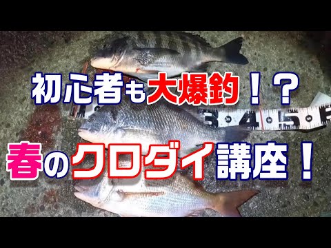 これからが旬！春の投げ釣りで身近な大物チヌ（クロダイ）釣り講座！！食いの悪い時期でも誰だでもこれさえやれば簡単に釣れる！㊙攻略法伝授！！　【魚神の釣りいかれへんわ】