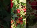 صفاشهر گوجه سانسید صفاشهر گوجه سانسید