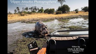 Hippo Attacks Wildlife Photographers in Botswana