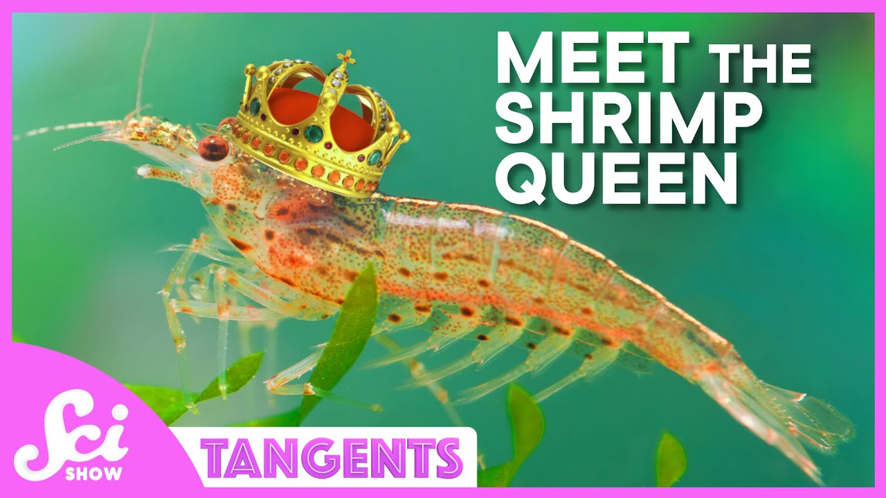 Coral Reefs | SciShow Tangents Podcast