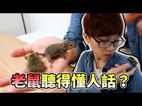 【維鼠日記】老鼠聽得懂人話？訓練鼠寶寶成為皮卡丘！【維特】#11