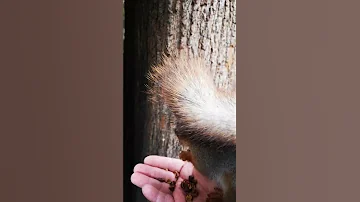 Смотри, какой хвост! 🤩 Check out my tail!