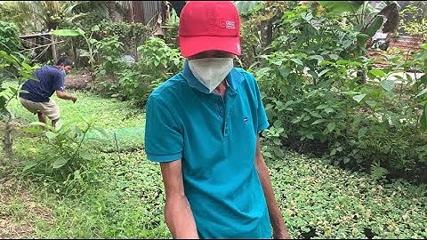 Giao Ốc Bươu Đen Giống Cho Khách Hàng Ở Châu Thành-Tiền Giang | Liệt Vlog