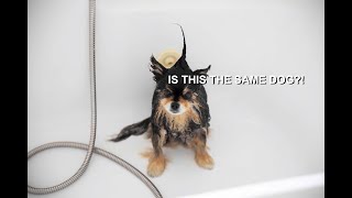 Fluffy Pomeranian Dog Takes A Bath and Looks Unrecognisable!