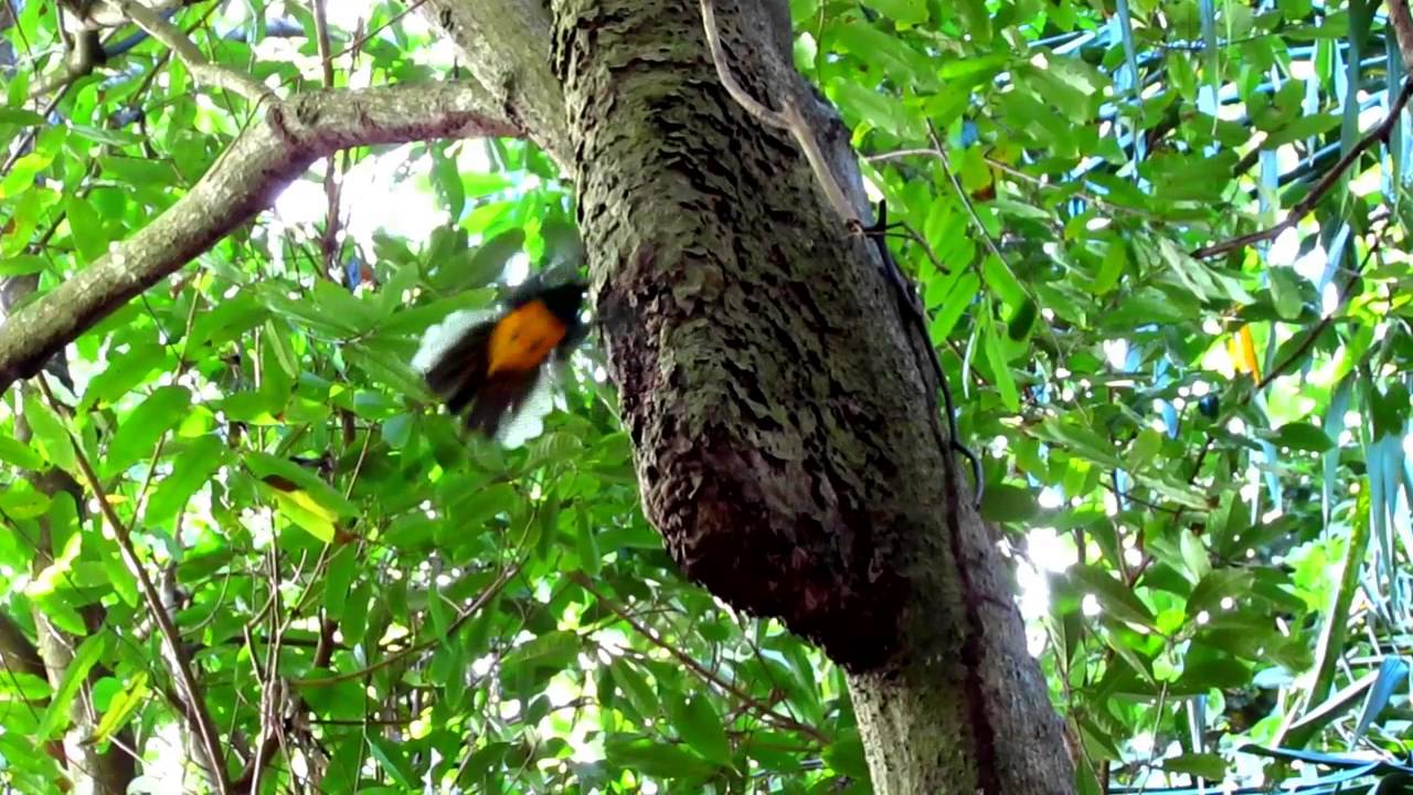 Violaceous trogon (also known as the Guianan trogon), Bush Bush Forest