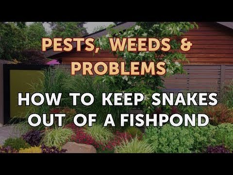 How to Keep Snakes Out of My Fish Pond 