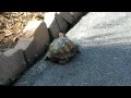 Box Turtle, Southern Maryland