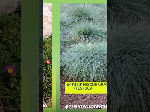 Video: Plants For Rock Gardens - Havearbejde Know How