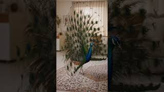The most unexpected house guest! 🦚😂 #shorts #peacock #viral