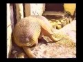 Armadillo gigante.avi