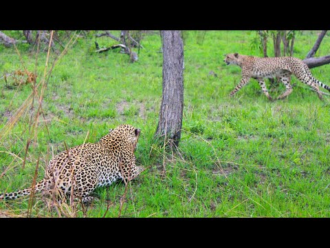 Cheetah Walks Right into a Leopard