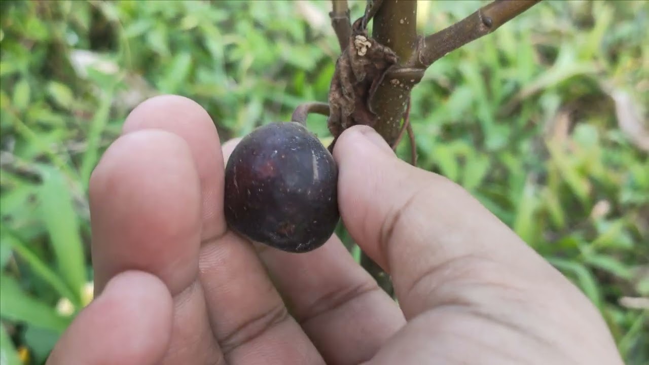 เข้าสวน(อีกแล้ว)ได้ชิมผลแล้ว “หวานอร่อย”