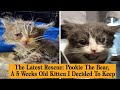 The People Share How Their Beloved Cats Have Changed Since Being Adopted #topfunny