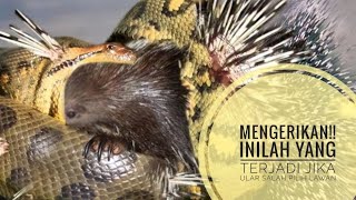 Pertarungan Mengerikan Ular Dengan Binatang Lain Ular Vs Elang Ular Vs Landak