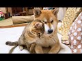 時間をかけてゆっくりと柴犬に心を開いてくれた子供猫に感動しました