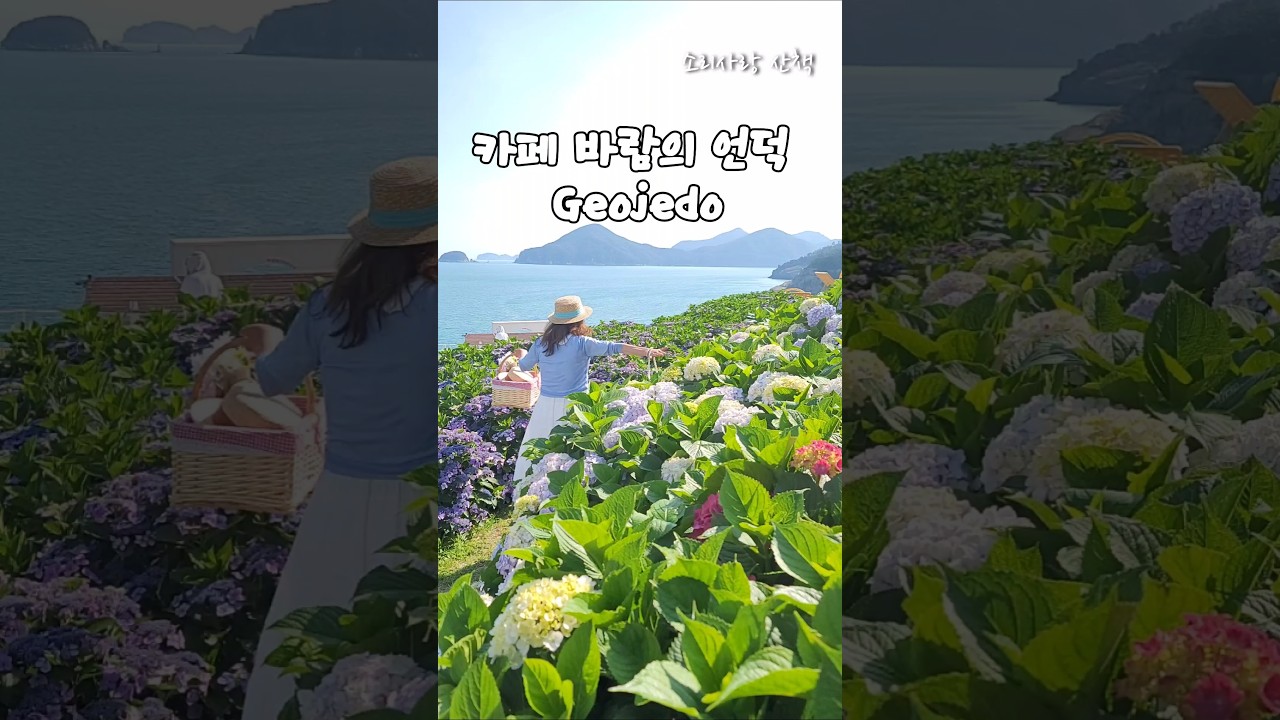 #카페바람의언덕 #수국개화실시간 #거제도수국 #거제도여행 #천국보다아름다운ost #임영웅 #shorts