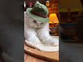 A Persian Cat is Cooking Margherita Pizza