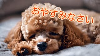 【子犬と眠れる音楽】今夜はトイ・プードルの子犬と一緒に眠ろう💤 🐶Sleep music with puppies @sleepingdogs2123 by 今夜も子犬と眠ろう 42 views 1 month ago 23 minutes