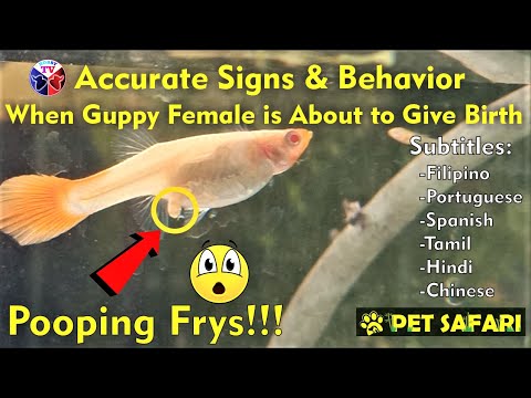 Female Guppy Fish Exact Signs When About to Give Birth