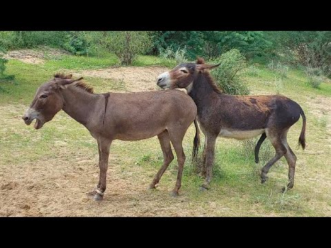 Blank Donkeys Metting In Jungle