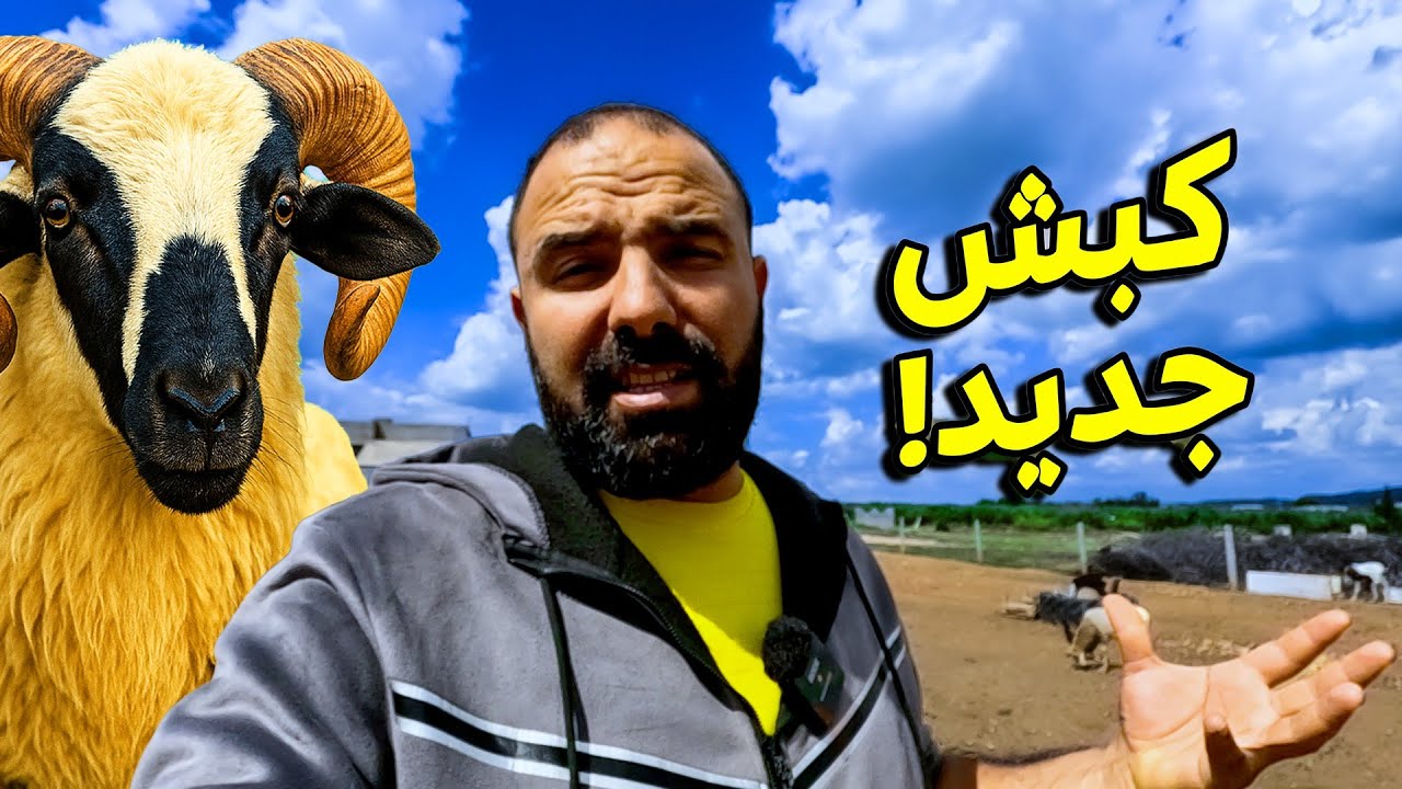 اشترينا كبش جديد وصنعنا بيت فاخر للماعز القزم! 🐏🏡