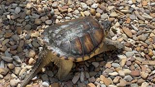Walking my 19 pound snapping turtle.