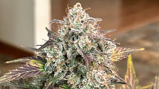 Fastbuds-Blueberry Auto 🔥72 Days from Seed. Gaia Green Organics. Nice Fade. Chop-Chop✂️