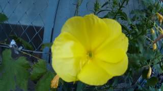 Yellow evening primrose
