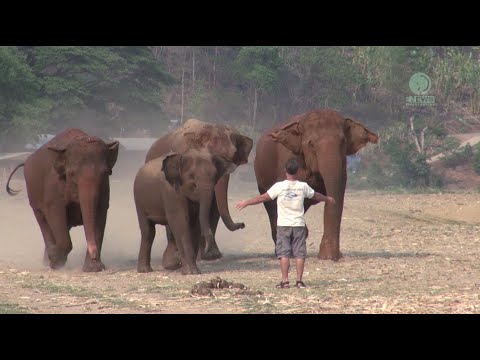A Man Call Elephant - ElephantNews
