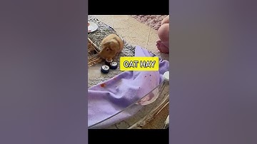 Guinea Pig Greets Me 🥰 - Learning Buttons For Only 3 Weeks! (From the Vault)