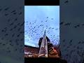 sky full geese massive flock hunting! #goosehunting #geesehunting #birdhunting #hunting #shorts