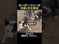 本能に勝っちゃった天才わんこ