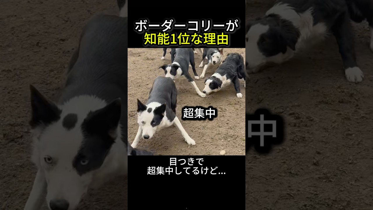 本能に勝っちゃった天才わんこ