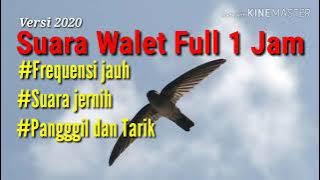 SUARA WALET INDONESIA FULL 1 JAM