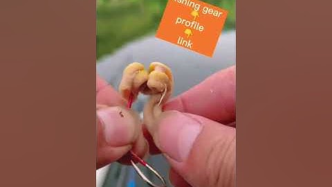 Móc lòng gà vào lưỡi câu cá