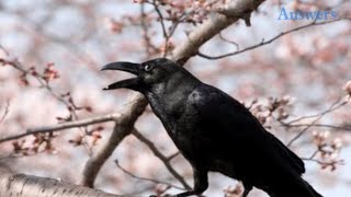 This Little Girl Began Feeding The Crows, Now They Bring Her Gifts