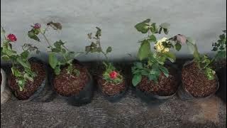 Menanam Mawar yang Sudah Hampir Mati Karena Terlalu Lama diperjalanan