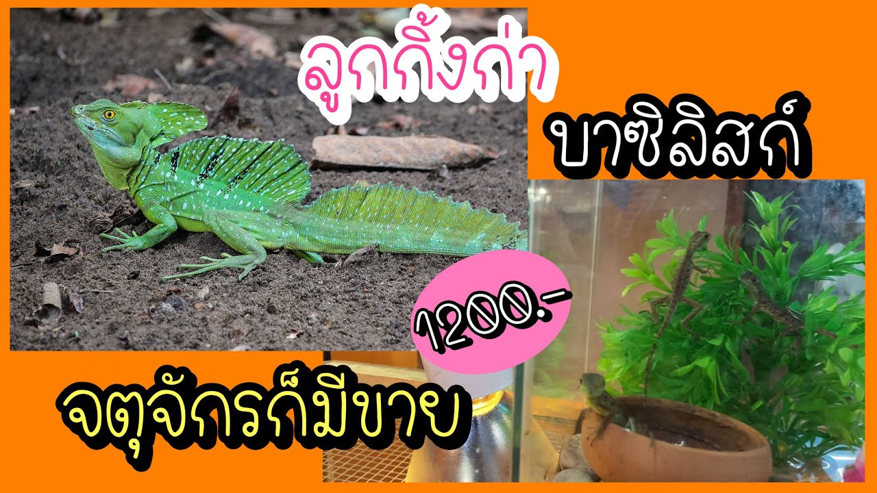 ลูกกิ้งก่า Update New Zing’s Day | ลูกกิ้งก่า บาซิลิสก์ มีขายที่จตุจักรนะครับ