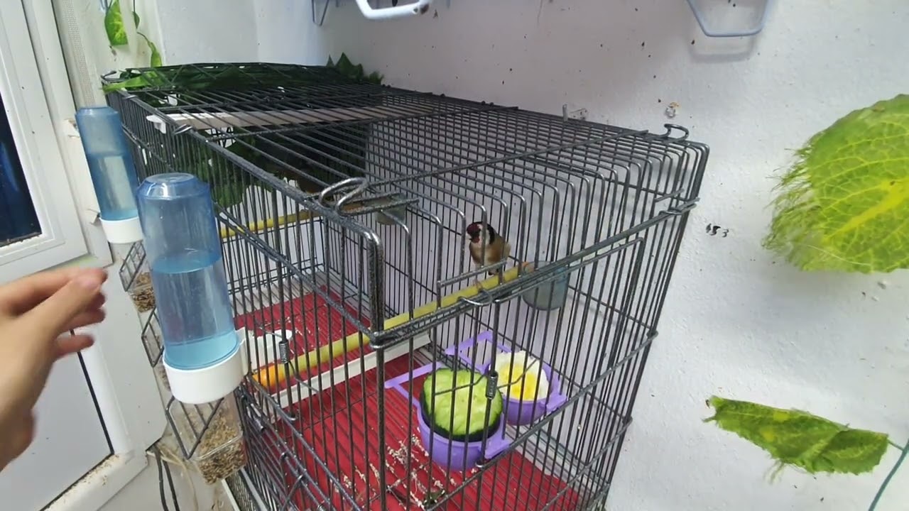 أسباب موت الفراخ داخل البيض و طرق تفاديه...أرجو متابعة الفيديو من الأول الى الأخير